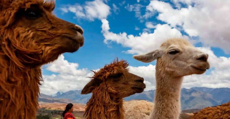 Private Tour From Cusco | Llama Treking + Healing With Clay - Key Points