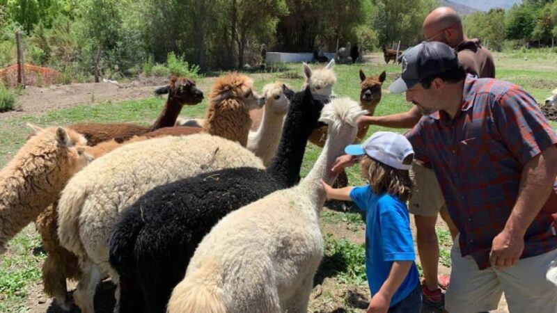 Private Tour From Cusco | Llama Treking + Healing With Clay - Itinerary Highlights