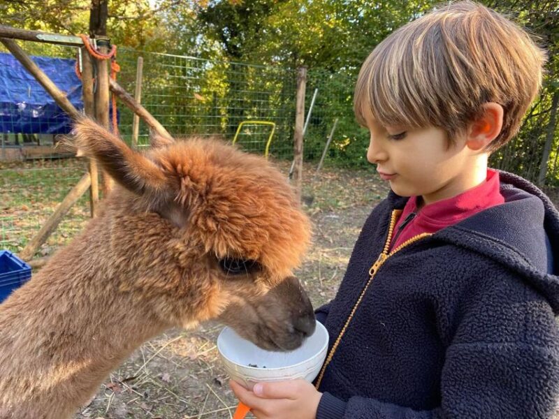 Private Tour From Cusco | Llama Treking + Healing With Clay - Coca, Chicha, and Alpacas