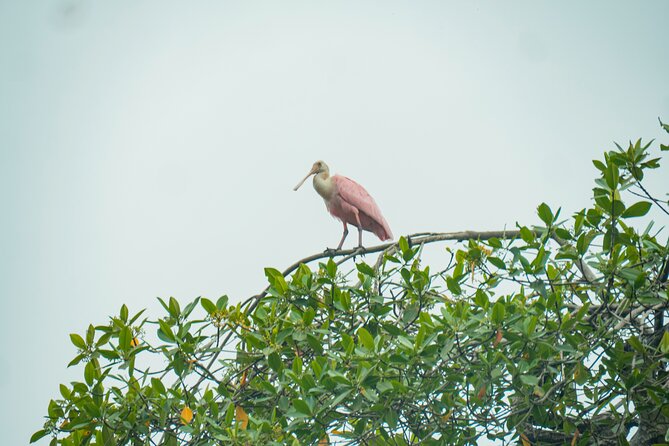 Private Tour From Guayaquil to Churute Ecological Reserve - Rainforest Hike