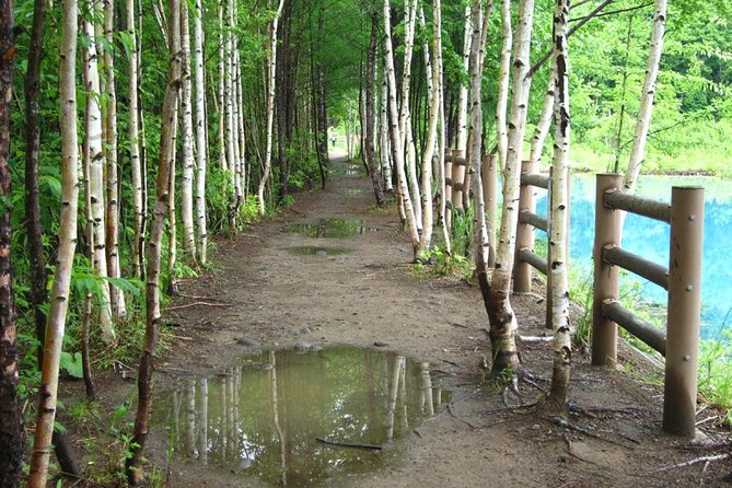 Private Tour: Full-Day Walking Tour With Professional Local Guide in Yakushima Island - Onsen Bathing