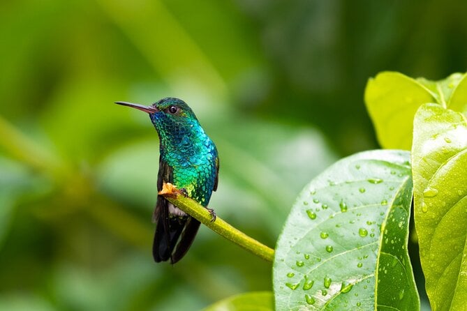 Private Tour Full Island Tobago - Additional Details