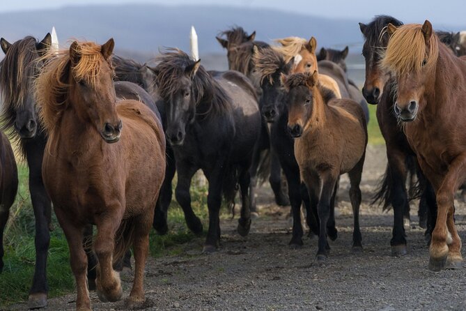 Private Tour: Golden Circle Tour by Luxury SUV From Reykjavik - Geysir Geothermal Area