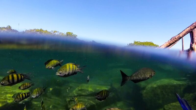 Private Tour: Great Snorkeling Adventure at the Riviera Maya - Experience Highlights