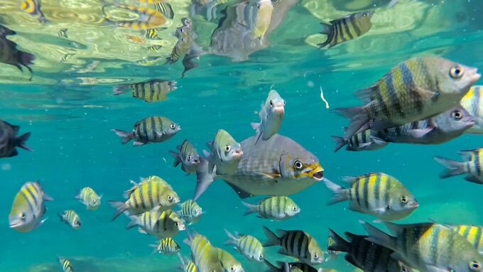 Private Tour: Great Snorkeling Adventure at the Riviera Maya - Frequently Asked Questions