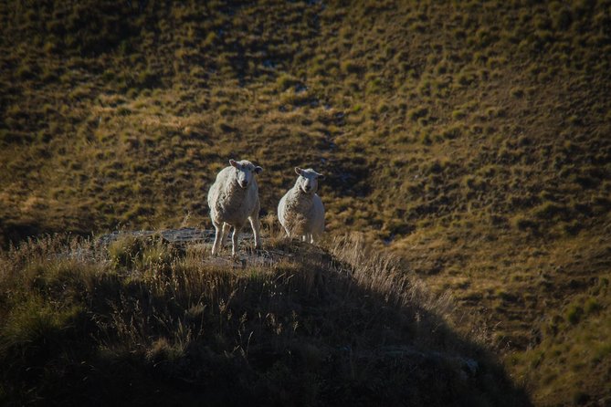 Private Tour Half Day Queenstown and Beyond Photography Tour - Flexible Customization Options