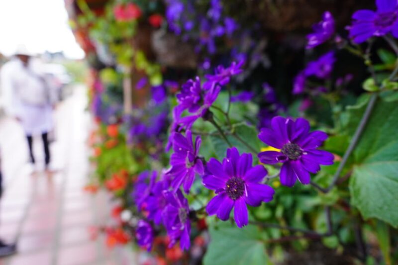 Private Tour Heart Flower Fair+Adventure Park+Silletas Farm - Itinerary Details