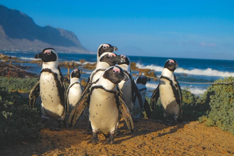 Private Tour: Hermanus- Boat Based Whale Watching Experience - Key Points