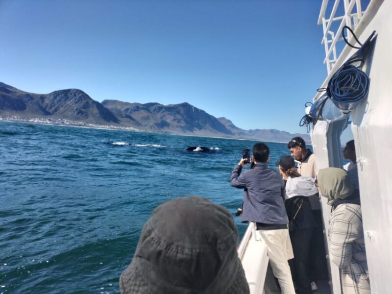 Private Tour: Hermanus- Boat Based Whale Watching Experience - Pickup Locations