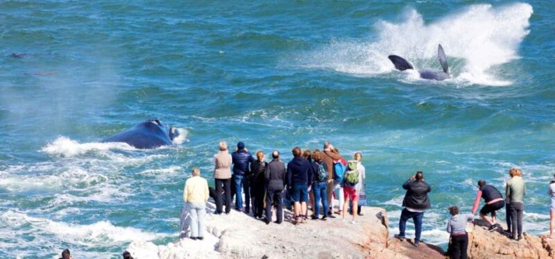 Private Tour: Hermanus- Boat Based Whale Watching Experience - Route and Stops