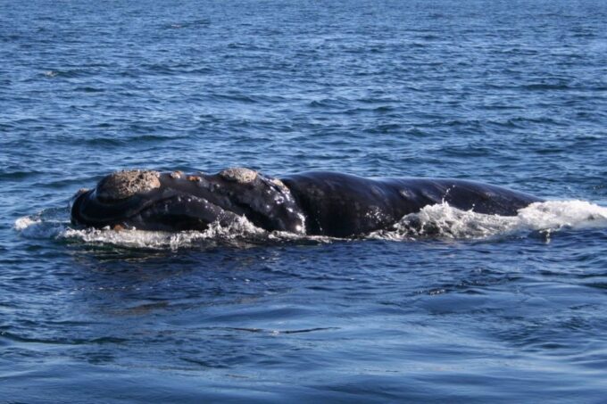 Private Tour: Hermanus- Boat Based Whale Watching Experience - Included and Excluded