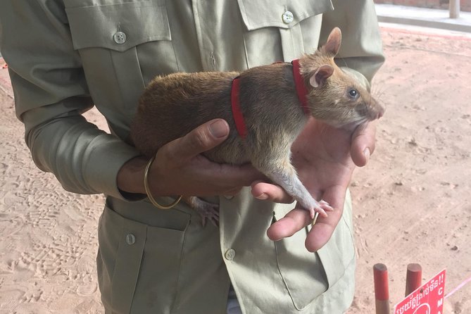 Private Tour: HERO Rats & Angkor National Museum - Wat Thmei (Killing Fields)