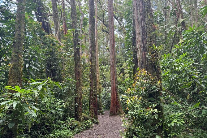 PRIVATE TOUR-Hike Diamond Head & Hawaiian Waterfall - Physical Fitness Requirements