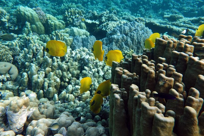 Private Tour History, Local Food and Snorkeling Whole Island - Culinary Delights to Explore