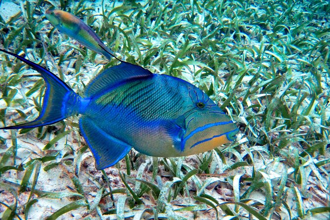 Private Tour History, Local Food and Snorkeling Whole Island - Itinerary and Tour Details
