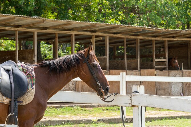 Private Tour Horseback Riding and Beach in St Lucia - Itinerary Details
