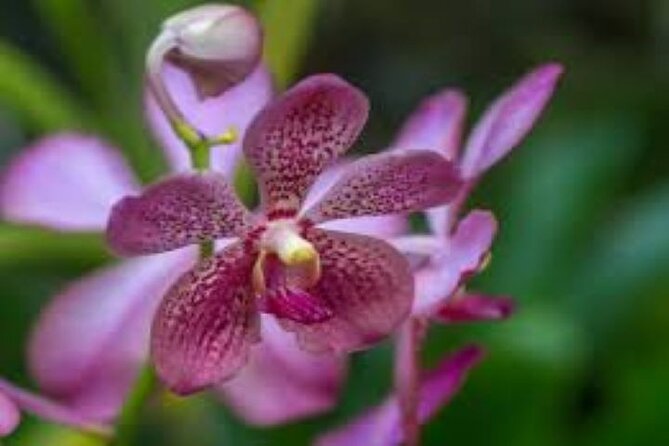 Private Tour: Hot Spings & Sleeping Giant Garden Hiking Adventure - Cancellation Policy