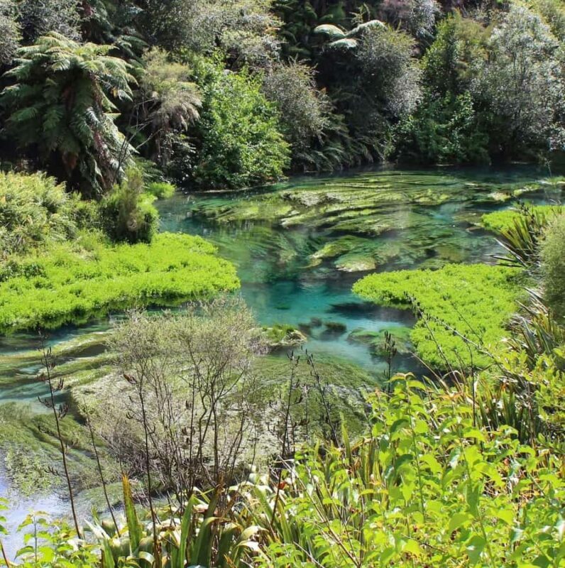Private Tour: Hunua Falls, Blue Springs & Mclaren waterfall - An In-Depth Look at the Experience