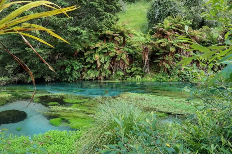 Private Tour: Hunua Falls, Blue Springs & Mclaren waterfall - Who Will Love This Tour?