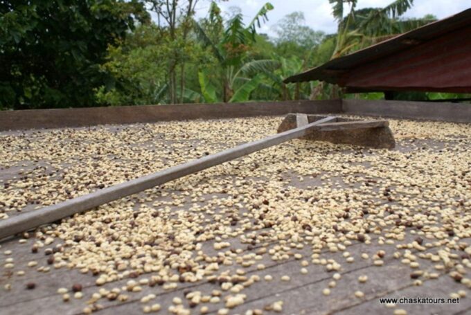 Private Tour in an Authentic, Ecological Local Coffee Finca - Recap
