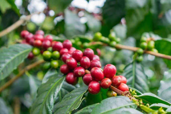 Private Tour in an Authentic, Ecological Local Coffee Finca. - Sensory Tasting of Specialty Coffees