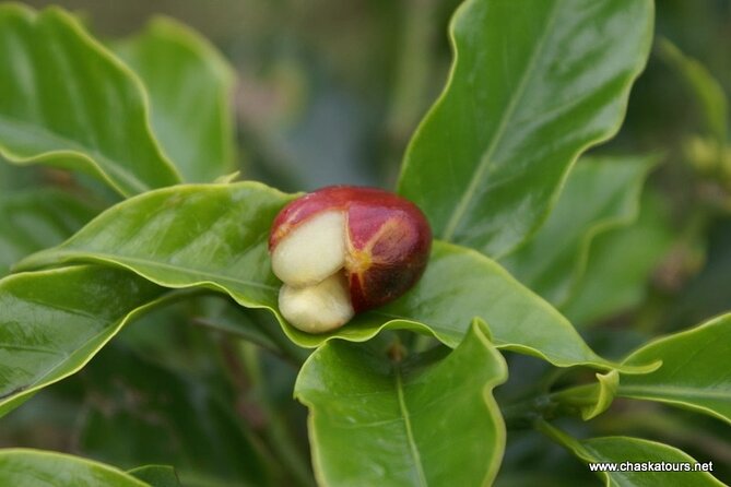 Private Tour in an Authentic, Ecological Local Coffee Finca. - Cancellation Policy