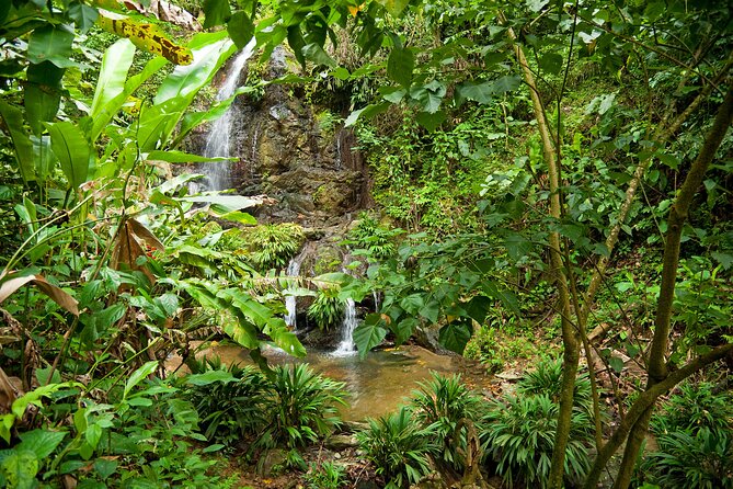 Private Tour in Aripo Waterfall Adventure From Port of Spain - Tour Inclusions