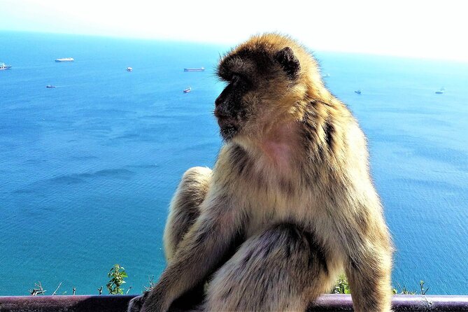Private Tour in Gibraltar & Mijas From Malaga - Pickup Information
