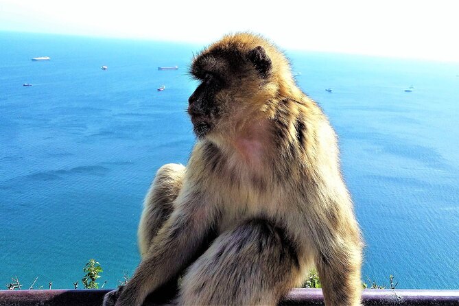Private Tour in Gibraltar & Mijas From Marbella and Estepona - Inclusions and Logistics