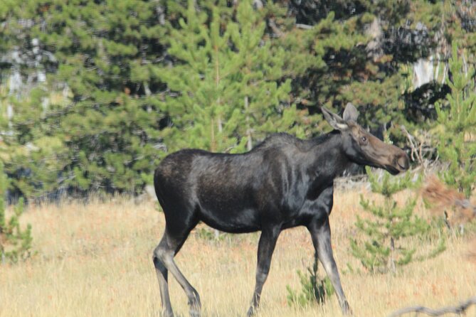 Private Tour in Grand Teton National Park and Yellowstone Lower Loop - Accessibility and Participation