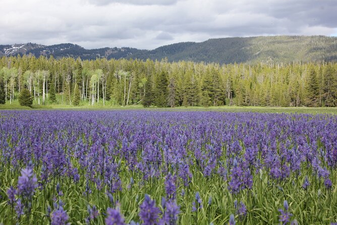 Private Tour in Grand Teton National Park and Yellowstone Lower Loop - Reviews and Ratings