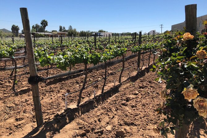 Private Tour in Guadalupe Valley, Vineyards & Wine Route ENS MX - Customer Testimonials