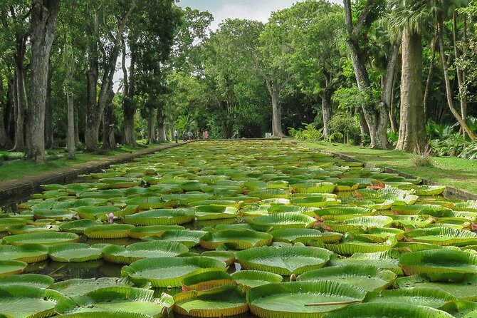 Private Tour in Northern Mauritius - Accessibility Information