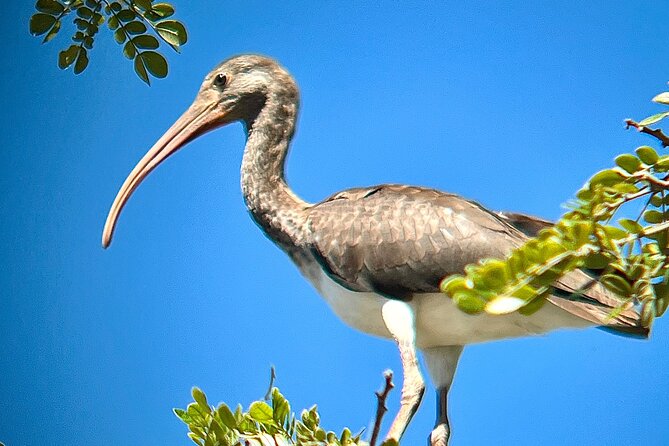 Private Tour in Palo Verde With Boat Ride - Overview of the Tour