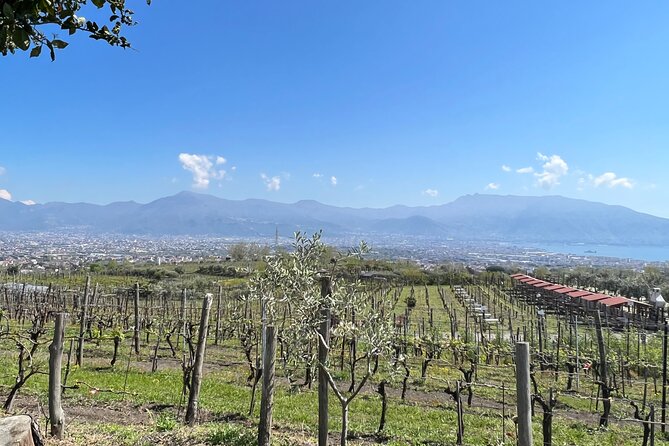 Private Tour in Pompeii Ruins and Pompeii City Center Winery - Tour Details