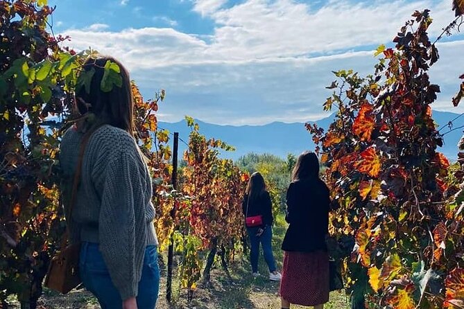 Private Tour in Pompeii Ruins and Pompeii City Center Winery - Testimonials and Ratings