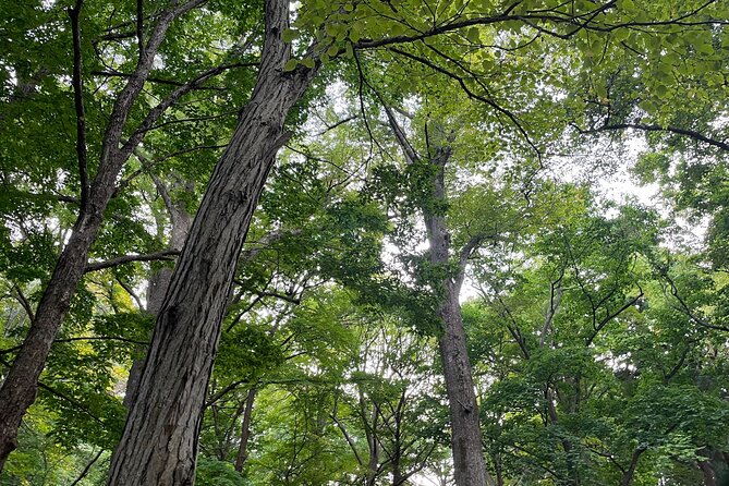 Private Tour in Sapporo With Japanese Tea Ceremony - Tour Highlights