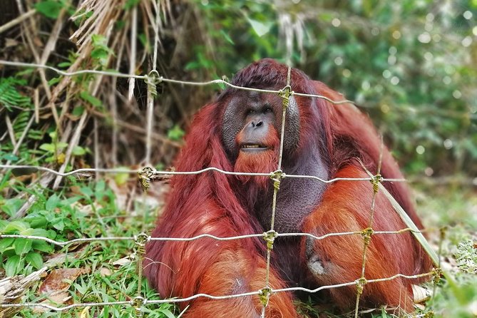 Private Tour: Ipoh Secrets Full Day Heritage & Orang Utan Island - Key Points