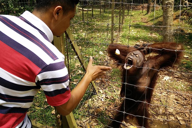 Private Tour: Ipoh Secrets Full Day Heritage & Orang Utan Island - Exploring Orang Utan Sanctuary