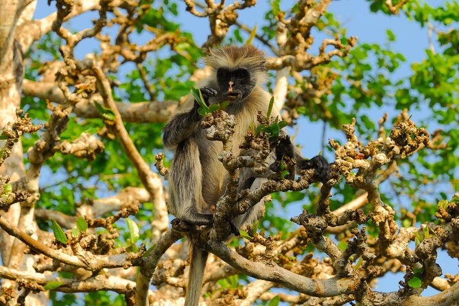 Private Tour Jozani Forest, Dolphin Watching and Kuza Cave - Accessibility and Participation