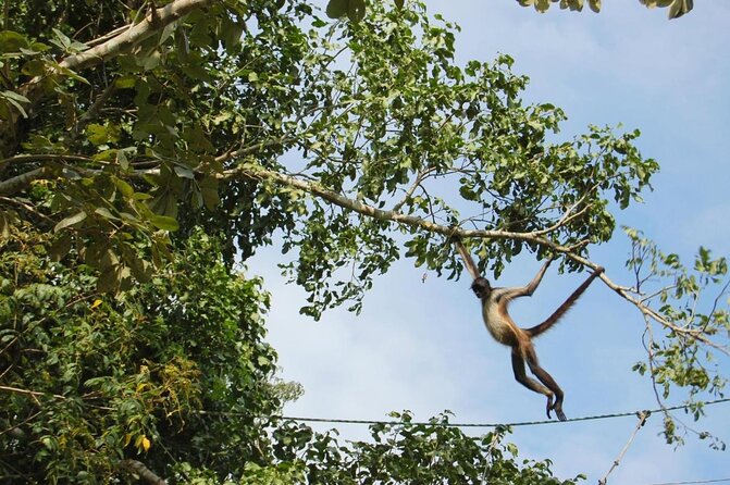 Private Tour: Jungle Adventure at Punta Laguna Nature Reserve - Key Points