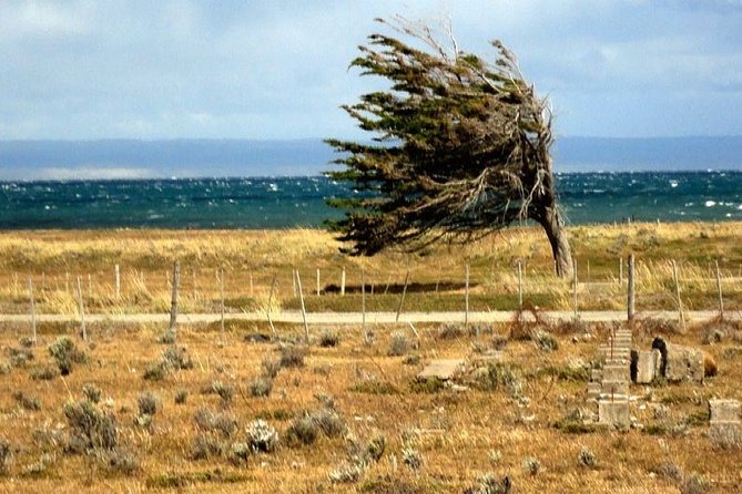 Private Tour King Penguin Park From Punta Arenas - Pickup Information