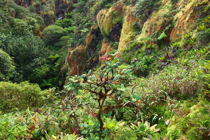 Private Tour La Soufriere Volcano Adventure - Tour Overview