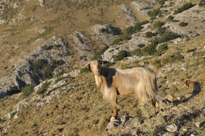 Private Tour Lasithi Zeus Cave Olive Oil Factory &Shepherd - Visiting Olive Oil Factory