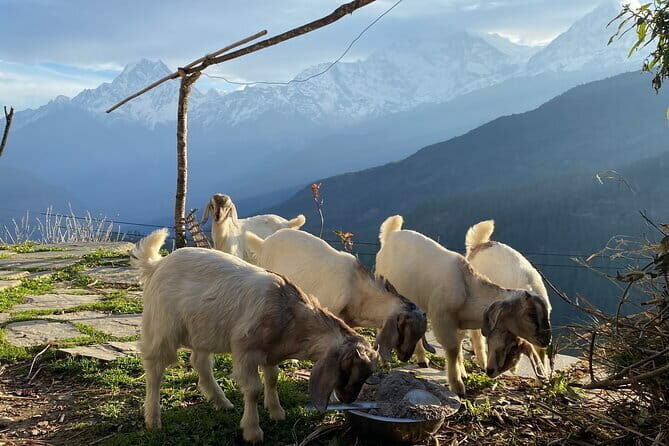 Private Tour Local Culture and The View of Mohare Danda - Introduction