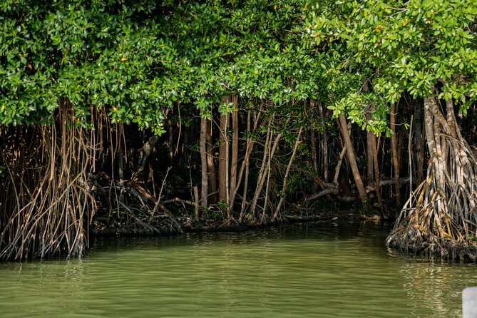 Private Tour Magic Mangrove Paddle in Beef Island Lagoon - Exploring the Mangroves