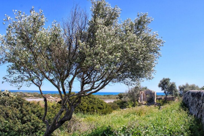 Private Tour Marzamemi and Natural Reserve Vendicari - Marzamemi Ancient Town