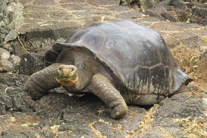 Private Tour Matura Turtle Watching in Trinidad and Tobago - Inclusions of the Guided Tour