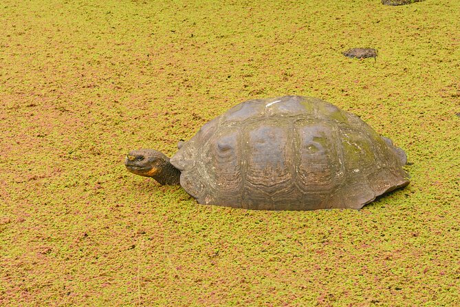 Private Tour Matura Turtle Watching in Trinidad and Tobago - Participant Information and Accessibility