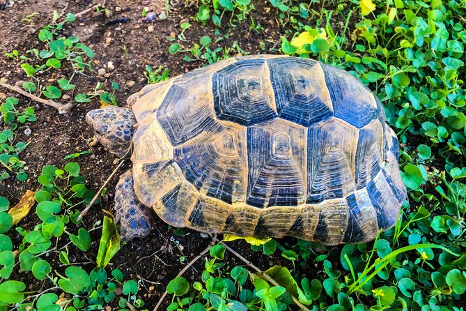 Private Tour Matura Turtle Watching in Trinidad and Tobago - Factors Affecting Tour Route and Duration